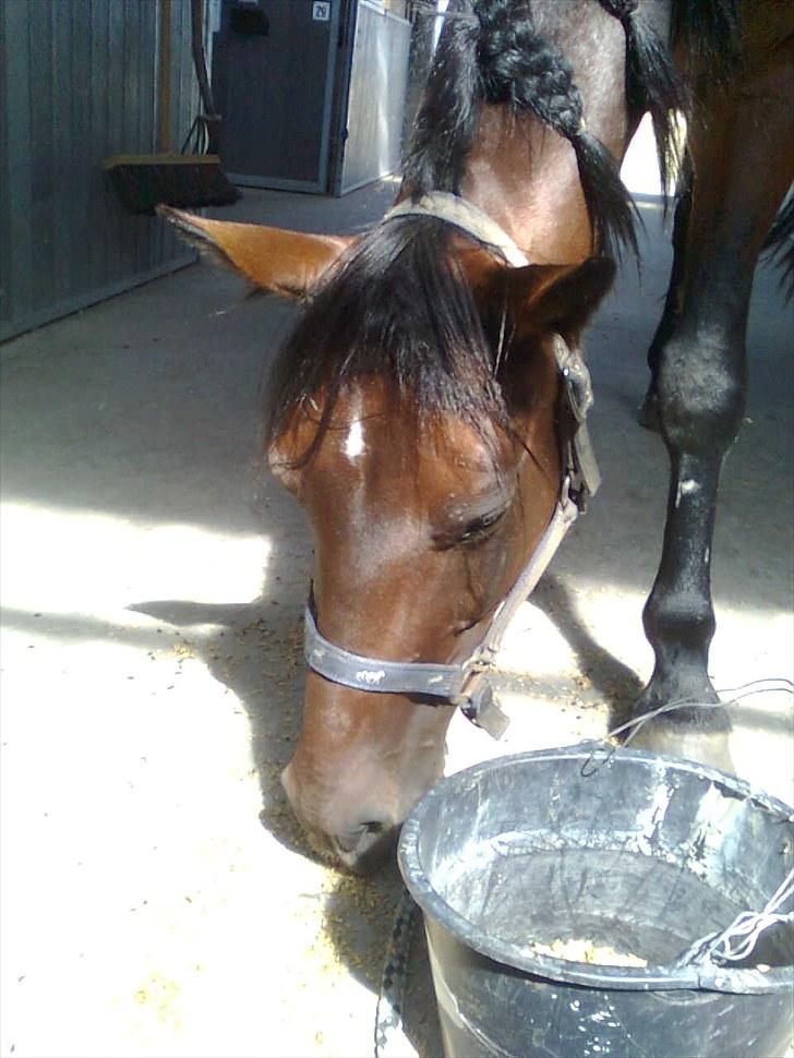 Traver Prim † 12/9-11 † billede 17