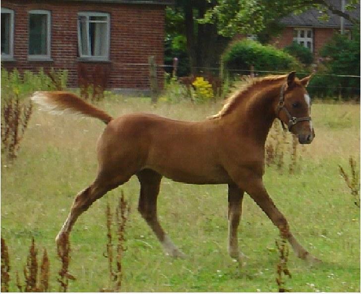 Anden særlig race Farmens Joey billede 1