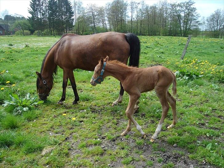 Anden særlig race Farmens Joey billede 3