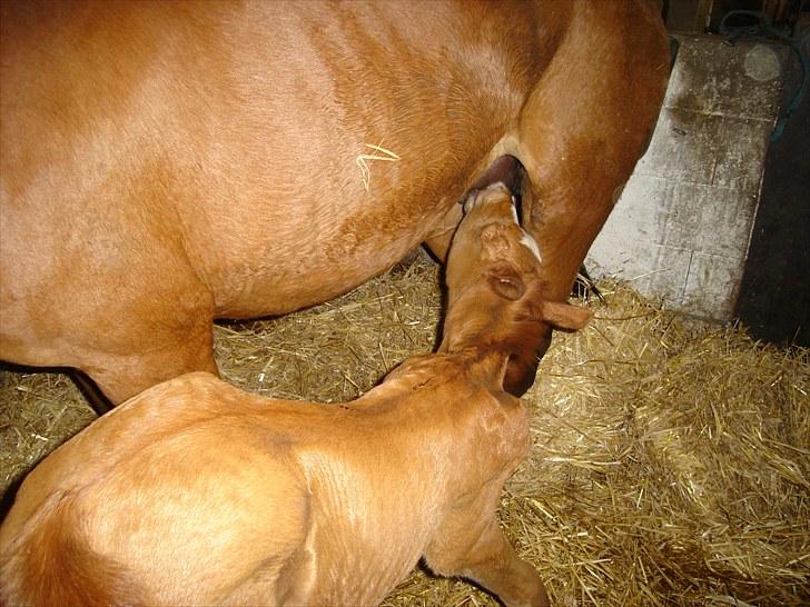 Anden særlig race Farmens Joey billede 4