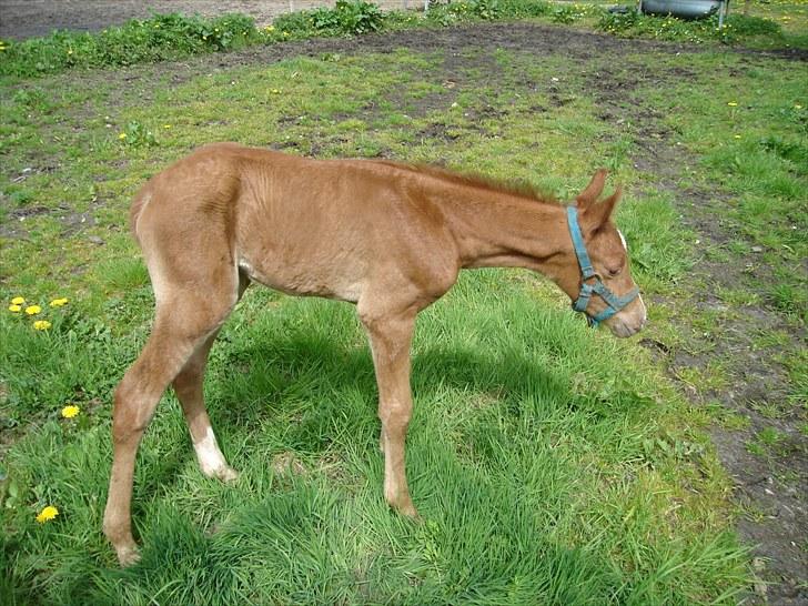 Anden særlig race Farmens Joey billede 5