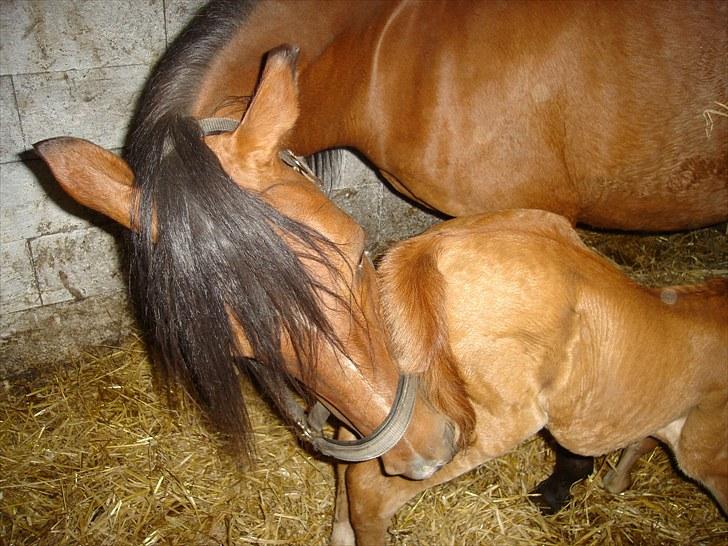 Anden særlig race Farmens Joey billede 6