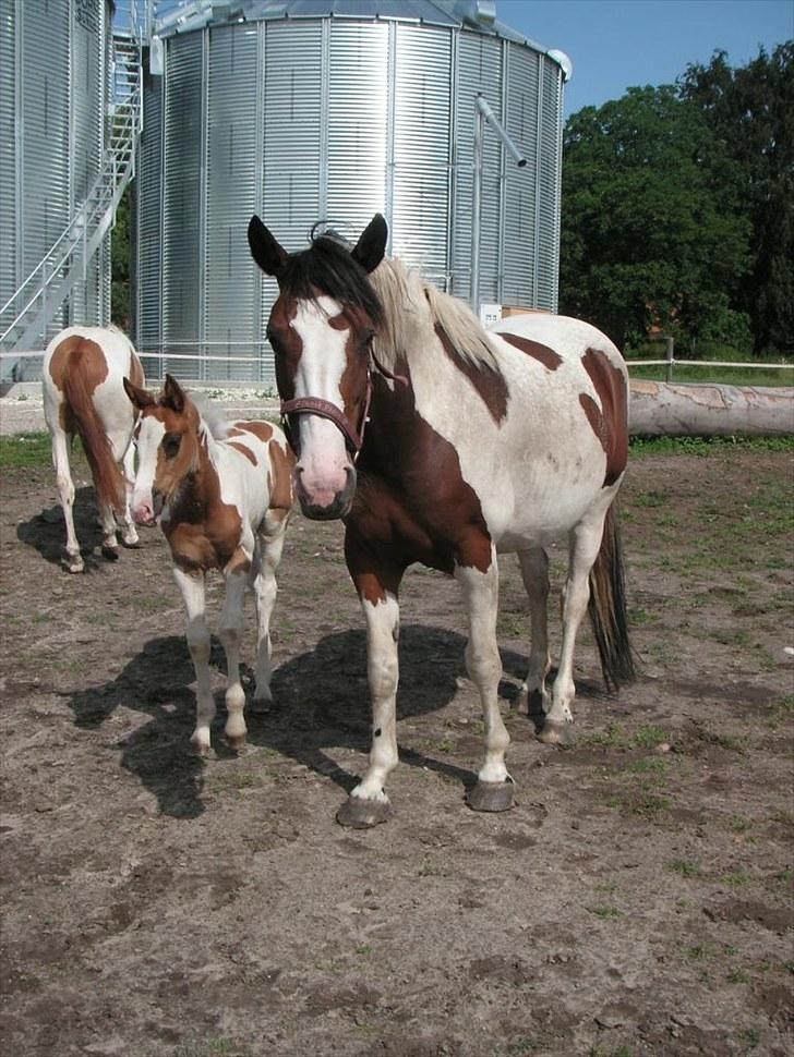 Pinto Chopstick R.I.P billede 12