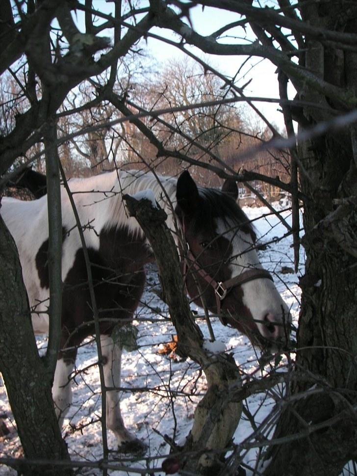 Pinto Chopstick R.I.P billede 13