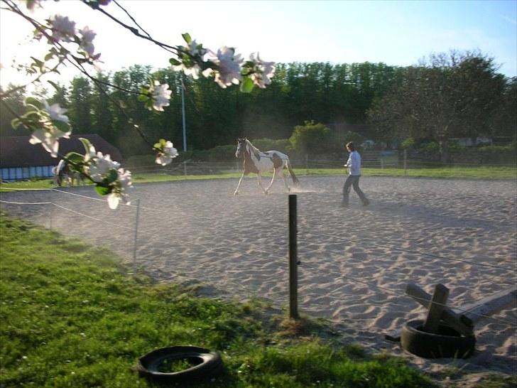 Pinto Chopstick R.I.P billede 14