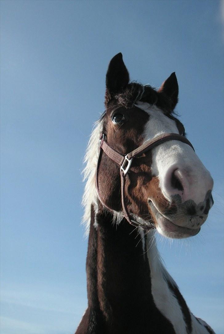 Pinto Chopstick R.I.P billede 15