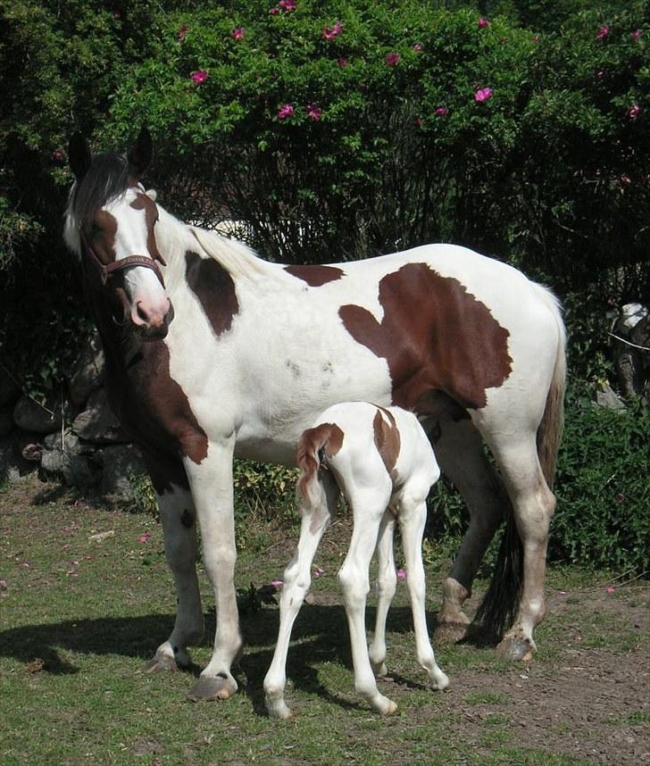 Pinto Chopstick R.I.P billede 16