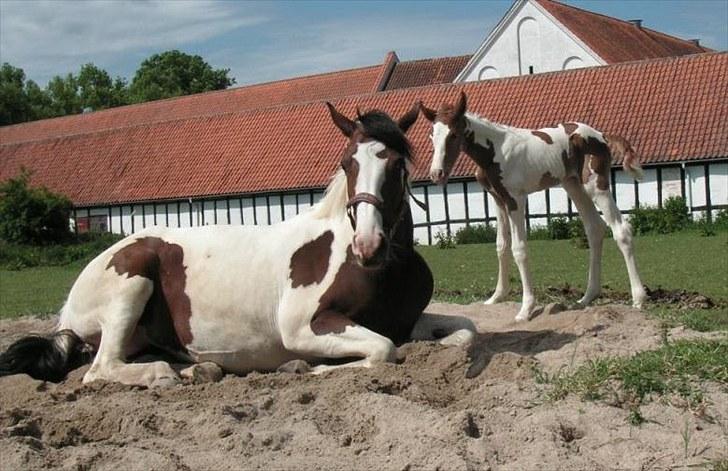 Pinto Chopstick R.I.P billede 17