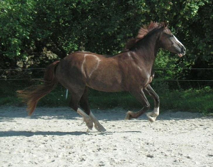 Welsh Cob (sec D) Cwmheulog Lisa billede 9