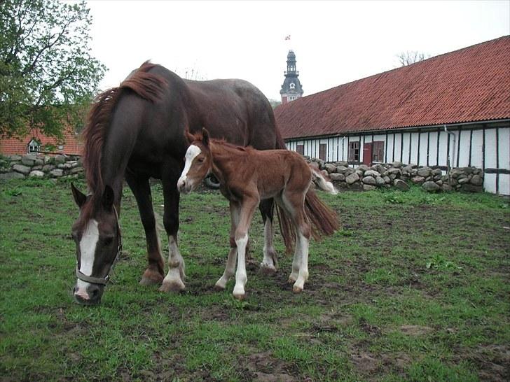 Welsh Cob (sec D) Cwmheulog Lisa - Lisa og Andrew på fold for første rigtige gang  billede 11