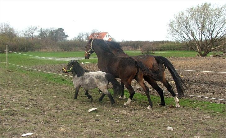 Anden særlig race Pachanga's Patience - 16/4 11: Mine 3 dejlige damer <3 Desværre mistede jeg Baby og Faster i juni 11' :'-( billede 23