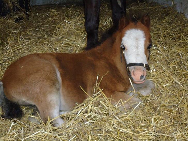 Welsh Mountain (sec A) Rø´s Status Quo Sec A - Rø´s Status Quo. Lige knap en månede gammel billede 1