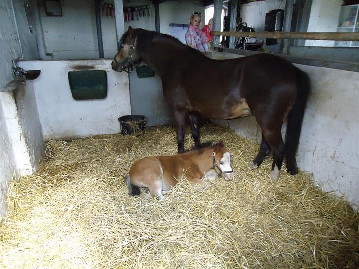 Welsh Mountain (sec A) Rø´s Status Quo Sec A billede 2