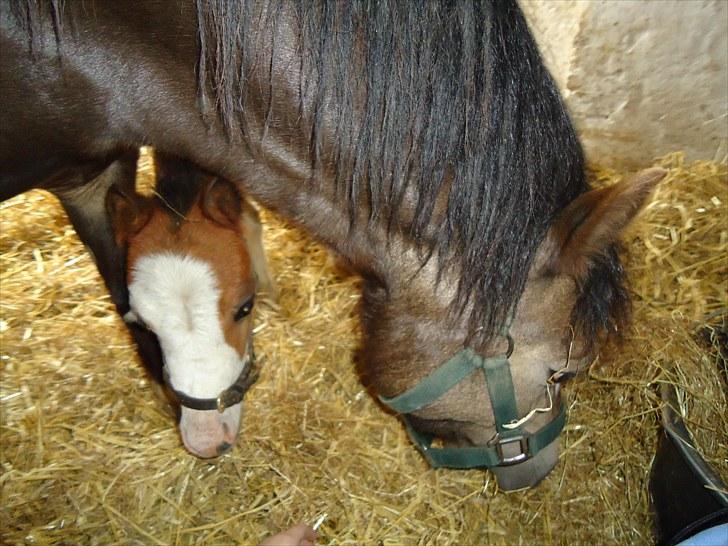 Welsh Mountain (sec A) Rø´s Status Quo Sec A billede 3