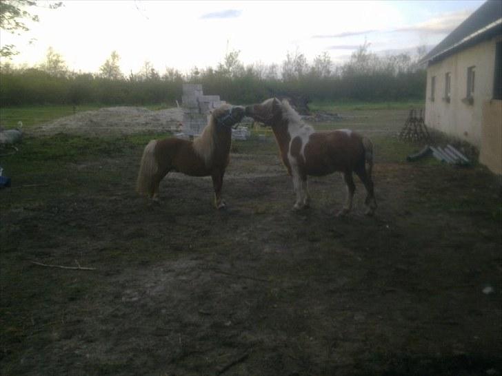 Miniature Herkules RIP!<3 billede 5