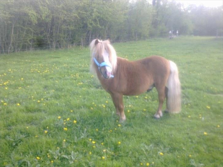 Miniature Herkules RIP!<3 billede 8