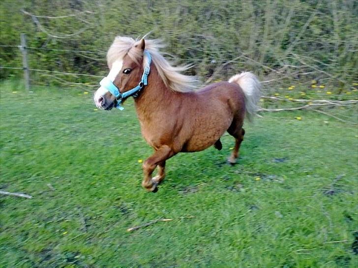 Miniature Herkules RIP!<3 billede 10