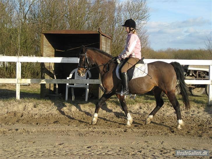 DSP Bitten firhøj - første gang jeg rider undervisning på Bitten<3 billede 1