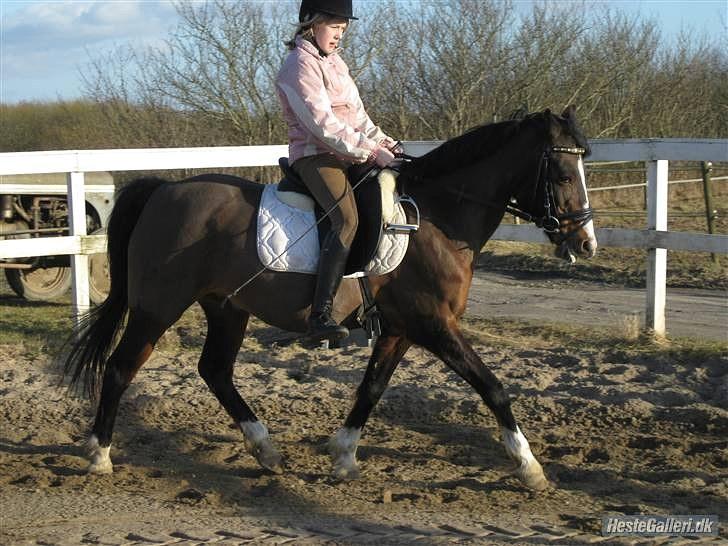 DSP Bitten firhøj - dejlige lille Bitten<3 billede 2