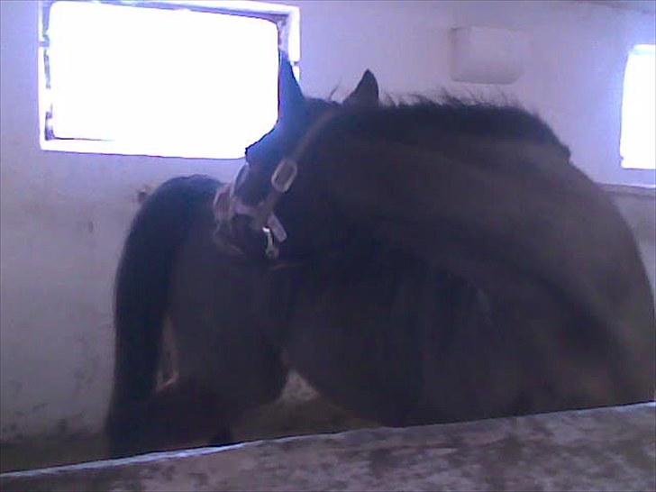 DSP Bitten firhøj - Bitten der klør sig<3 billede 4