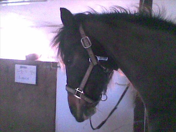 DSP Bitten firhøj - hun elsker når man klør hende :D billede 5