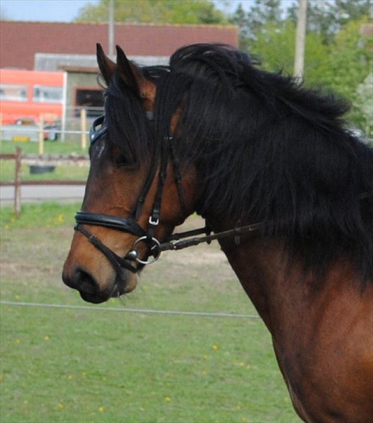 Anden særlig race Milano billede 4