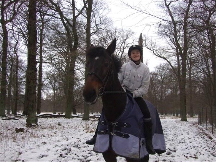 Pinto Berta billede 2