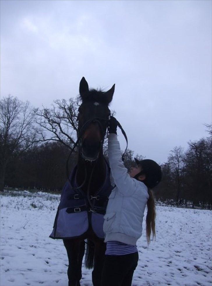 Pinto Berta billede 4