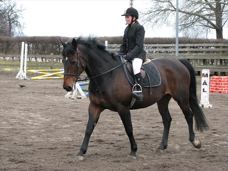 Pinto Berta billede 8