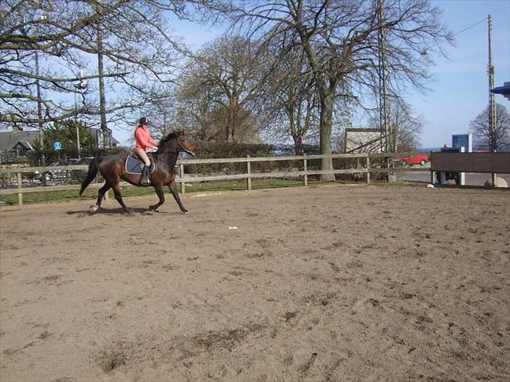 Pinto Berta billede 9