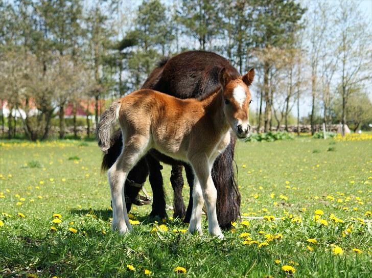 Anden særlig race Vanggaarden's Evermore - Kan man andet end at elske hende? :) d. 18. maj 2010 - dagen hun blev født billede 3