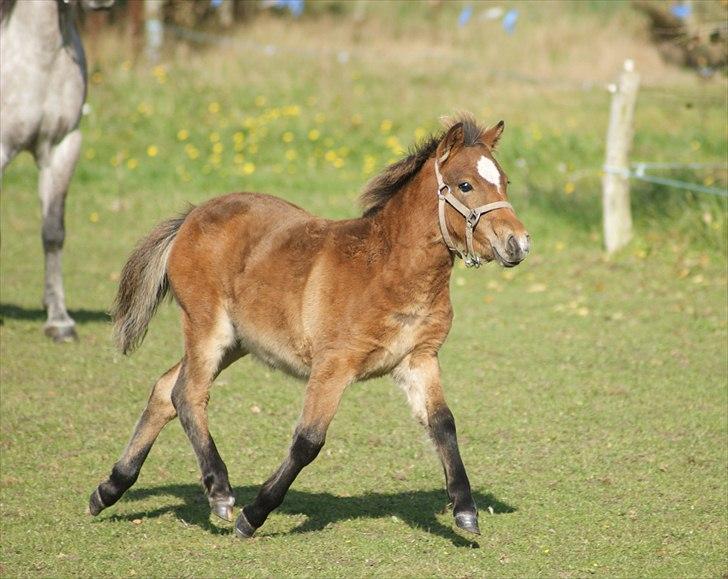 Anden særlig race Vanggaarden's Evermore - Smukkere fåes de ikke, kort sagt! :) D. 1. september 2010 billede 5