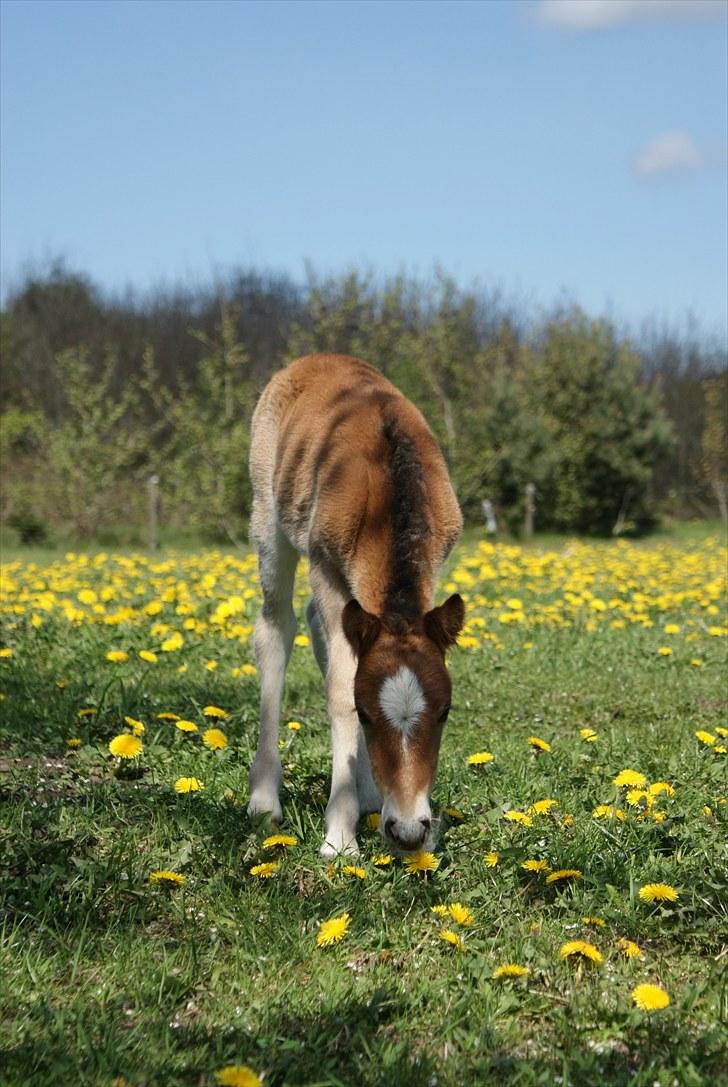 Anden særlig race Vanggaarden's Evermore - "Mmm.. Jeg holder ikke øje med dig..." D. 18. maj 2010 billede 9
