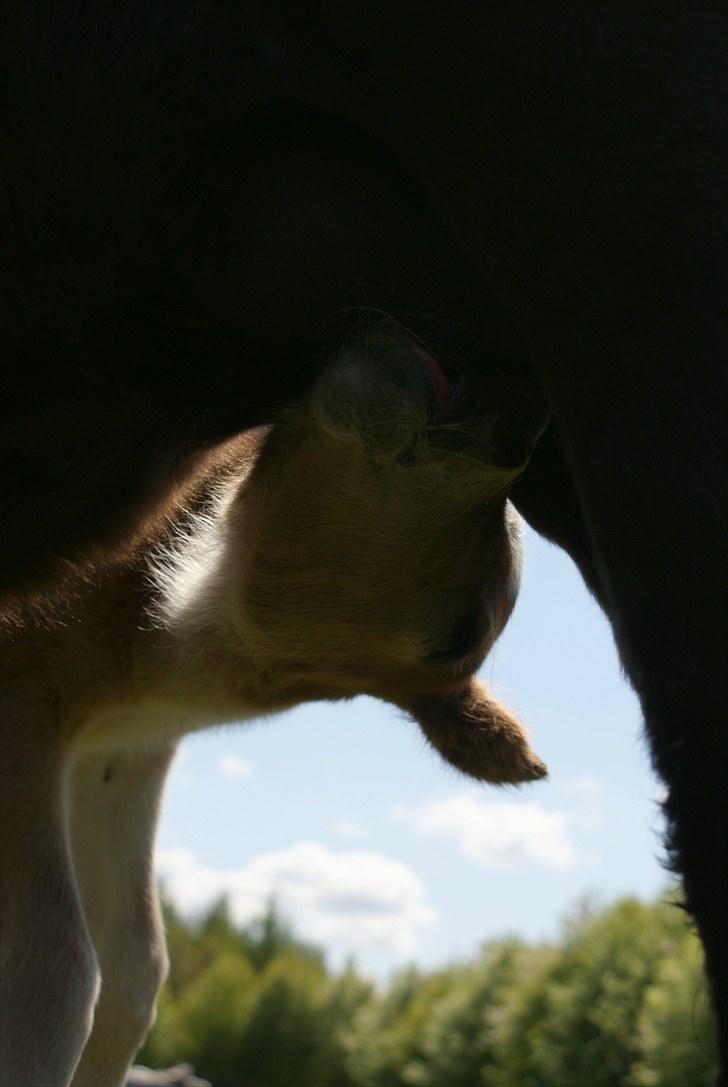 Anden særlig race Vanggaarden's Evermore - "Yummy, godt med fri mælkebar, når man skal tanke op!" D. 18. maj 2010 billede 11