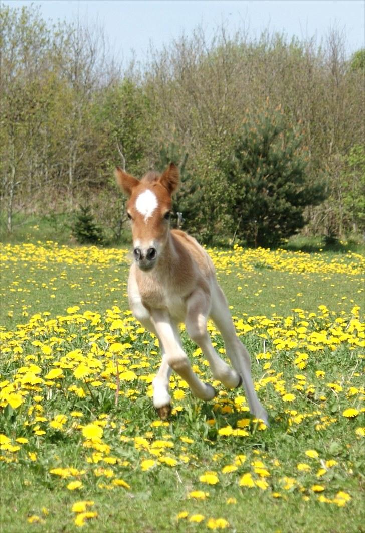 Anden særlig race Vanggaarden's Evermore - Ååh, føl-lykke! Det er et skønt syn! :D d. 18. maj 2010, få timer gammel billede 12