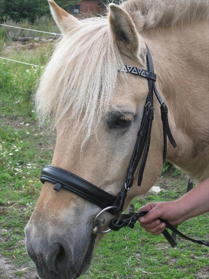 Fjordhest Vængets Mirabel  billede 1