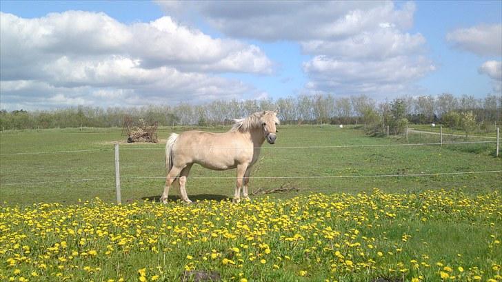 Fjordhest Vængets Mirabel  - Første dag på marken billede 4