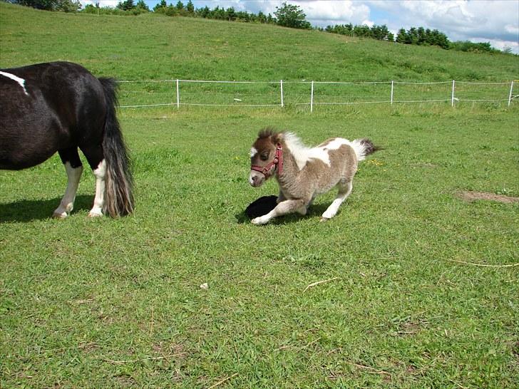 Belgisk Miniature MHS Il Tempo Gigante RIP - 15 juni 2010 - Gigante bliver en månede i dag og lever stadig fuldt op til sit navn, her er han ved at dræbe kameratasken igen :-) billede 20