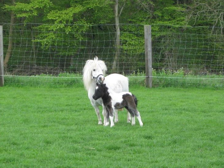 {{currentPhoto.altText}} billede {{currentPhoto.number}}