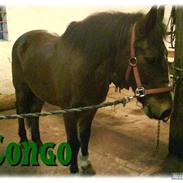 Fransk Sportspony Congo :)
