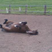 Fransk Sportspony Congo :)