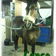 Fransk Sportspony Congo :)