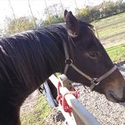 Anden særlig race Bella RIP