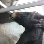 Anden særlig race Bella RIP