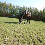 Anden særlig race Bella RIP