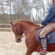 Anden særlig race Bambi