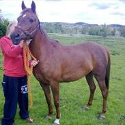 Anden særlig race Bambi