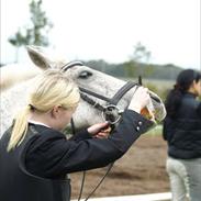 Anden særlig race Titus
