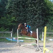 New Forest Little Paddington 