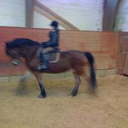 Nordsvensk Skovhest Svea 